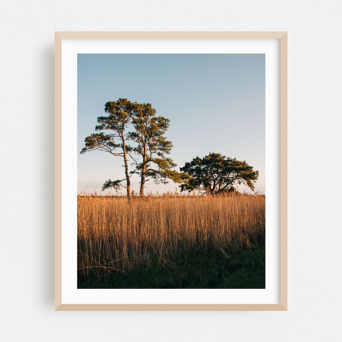 Chincoteague Marsh 01 – image 1 of 12