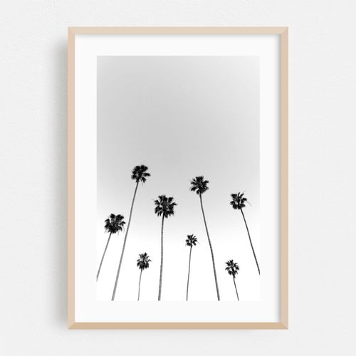 Palm Noir