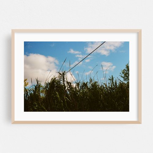 Tall Grass with Blue Sky