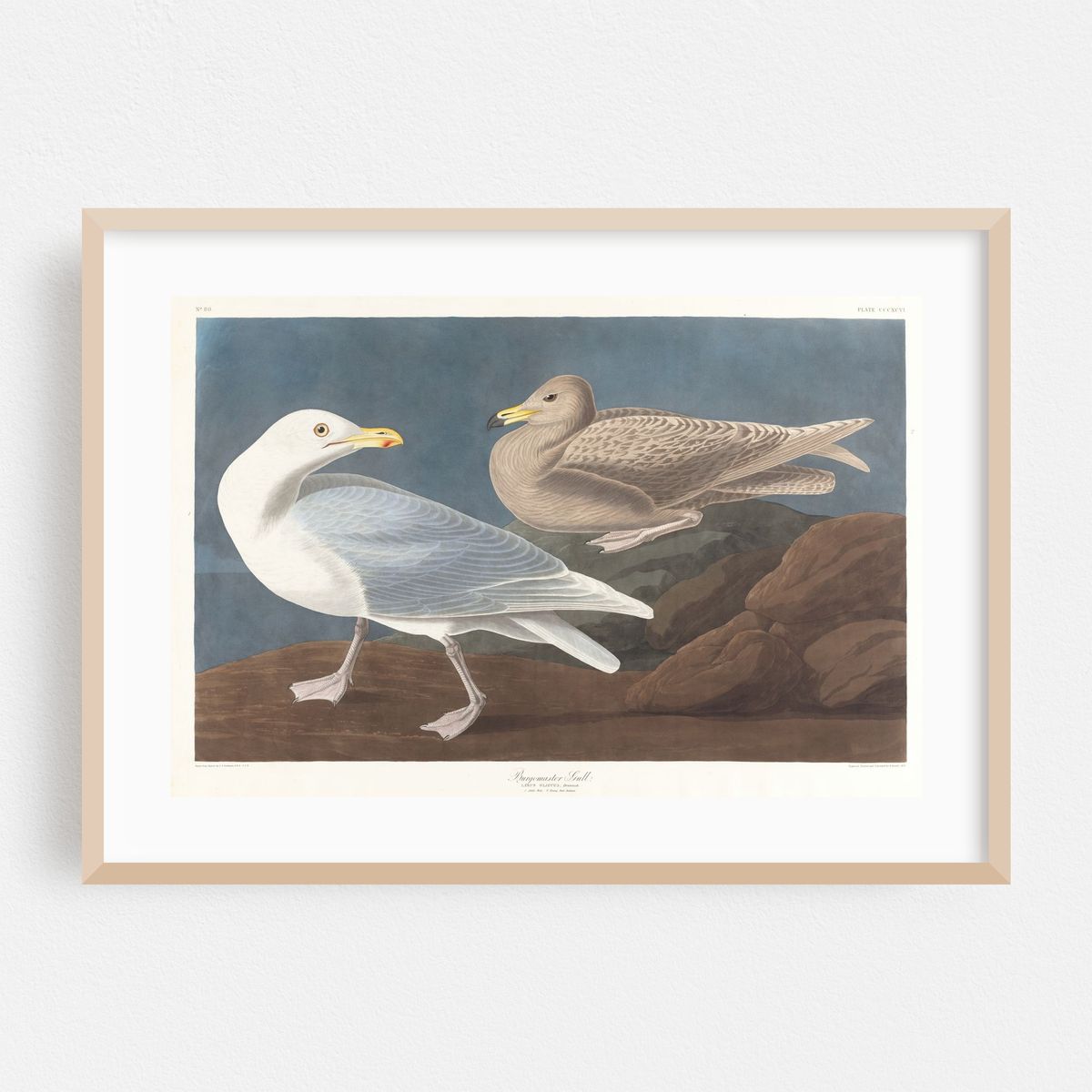 Burgomaster gull (1827–1838) – image 1 of 6
