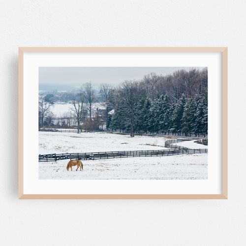 Snowy Spring Grove