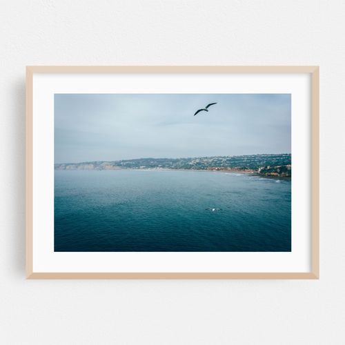 Seagulls, La Jolla
