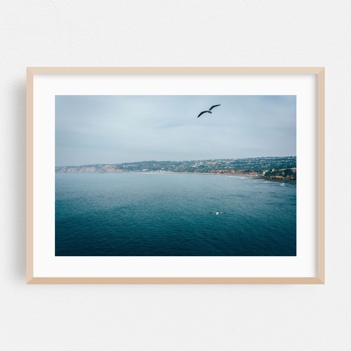 Seagulls, La Jolla – image 1 of 6