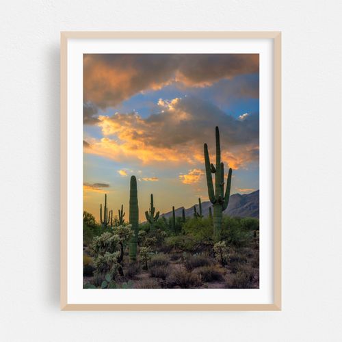 Suguaro Cacti sunset