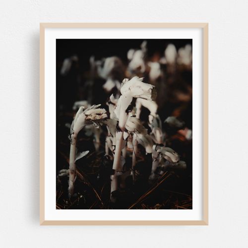 Ghost Pipes 01