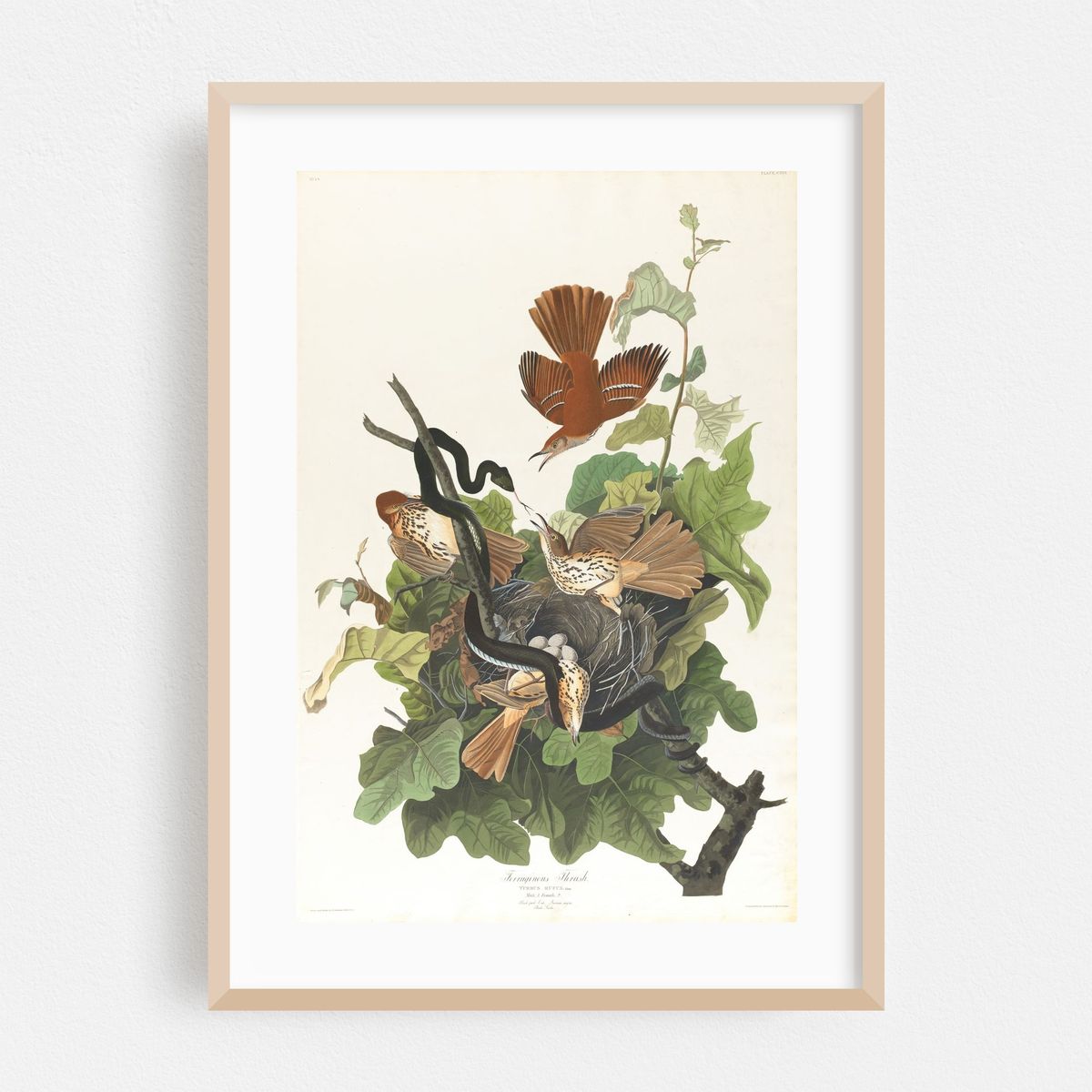 Ferruginous thrush (1827–1838) – image 1 of 16
