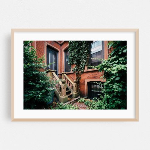 Beacon Hill Ivy