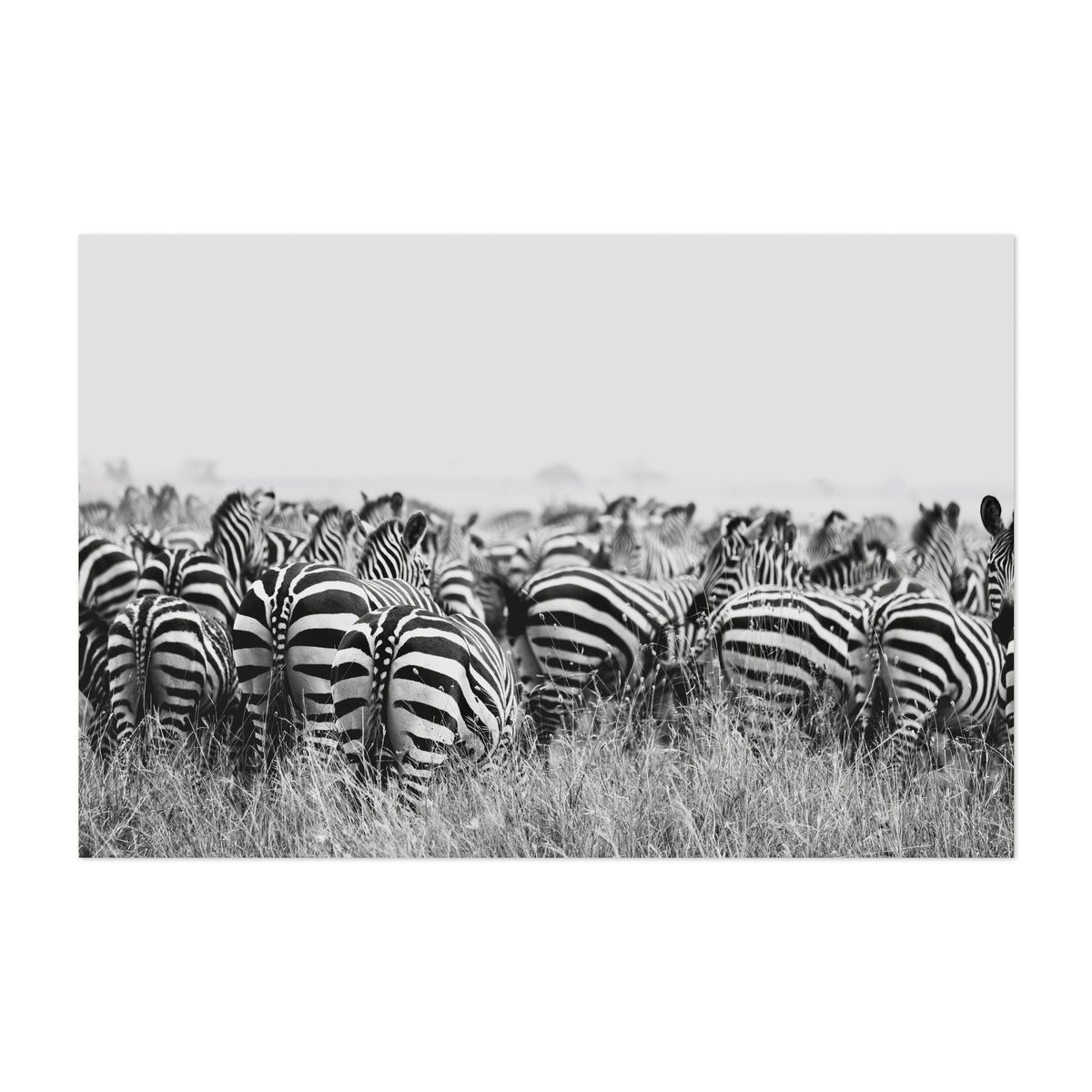 Cheeky Dazzle – image 1 of 2