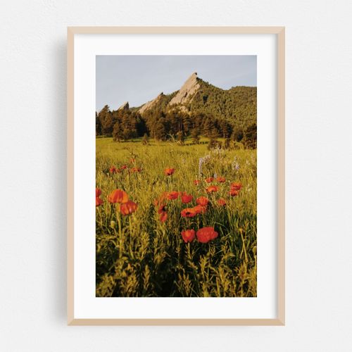Chautauqua Park Poppies