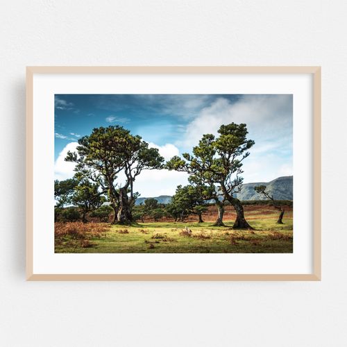 Ancient Laurel Trees of Fanal - Madeira's Timeless Plateau