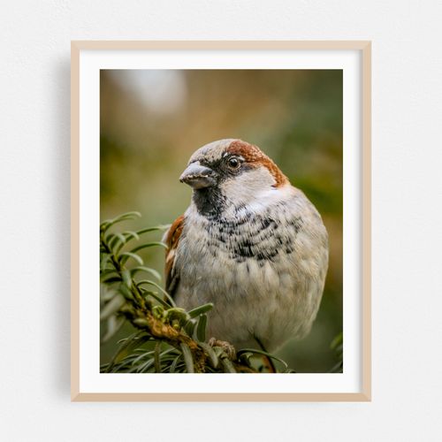 Serenity Sparrow 01