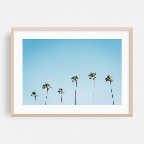 Newport Beach Palms 02