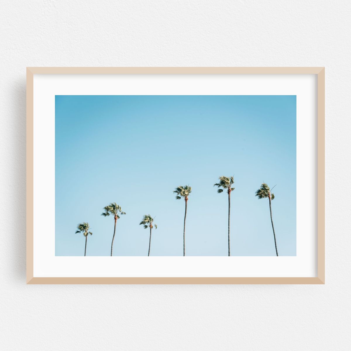 Newport Beach Palms 02 – image 1 of 6