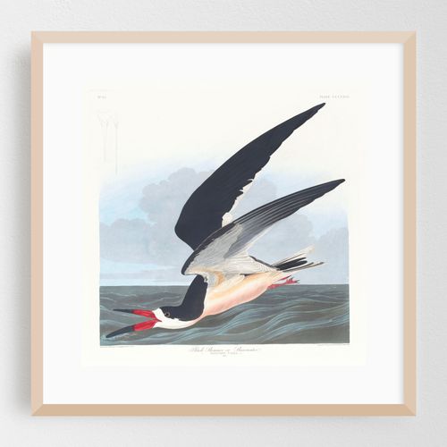 Black skimmer or shearwater (1827–1838)