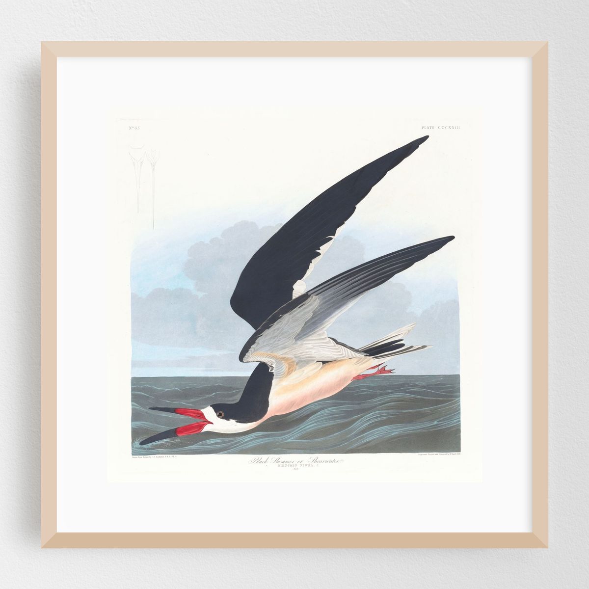 Black skimmer or shearwater (1827–1838) – image 1 of 8