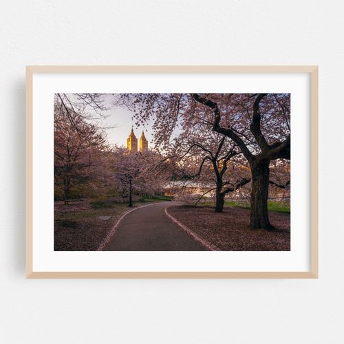 Central Park Cherry Blossoms 01