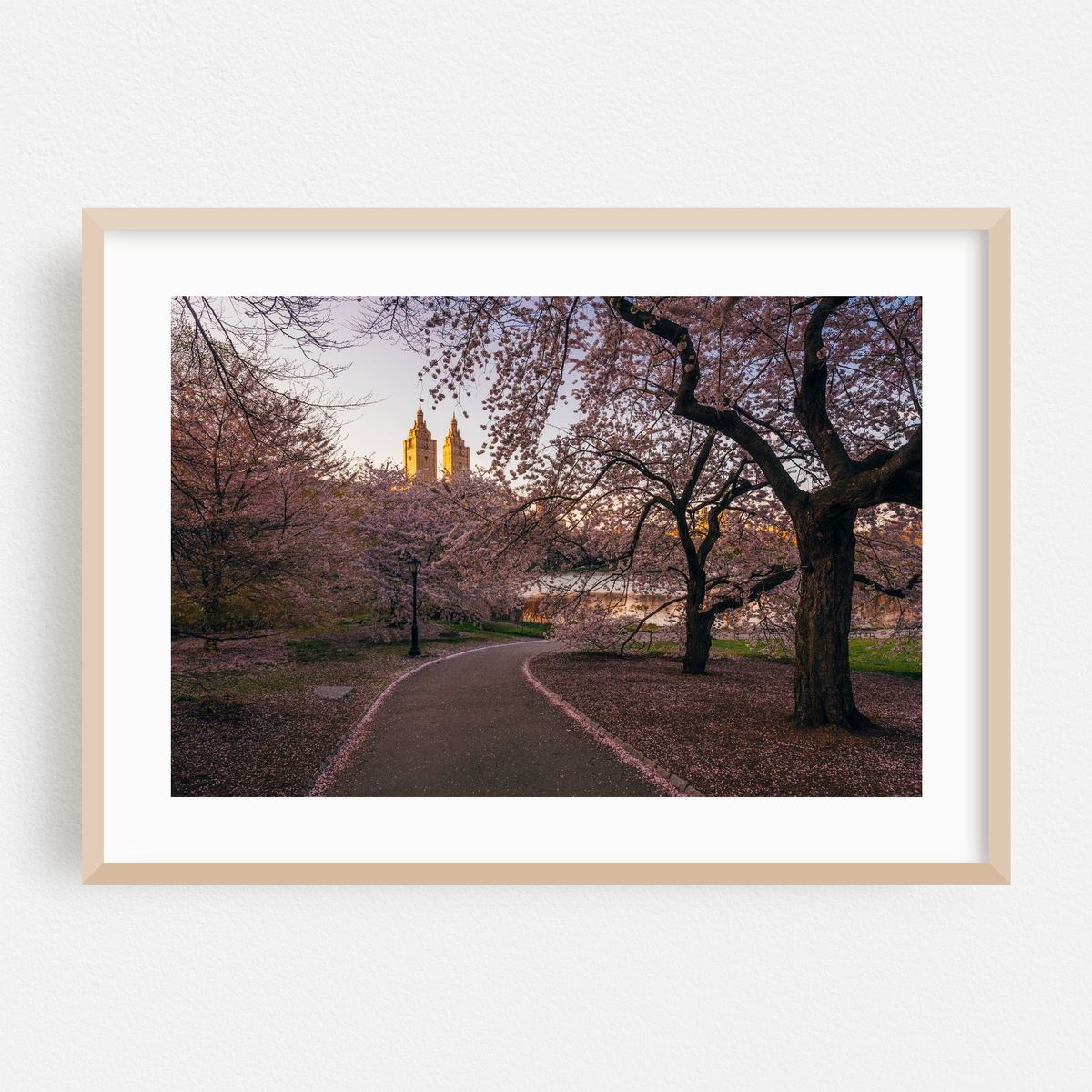 Central Park Cherry Blossoms 01 – image 1 of 6