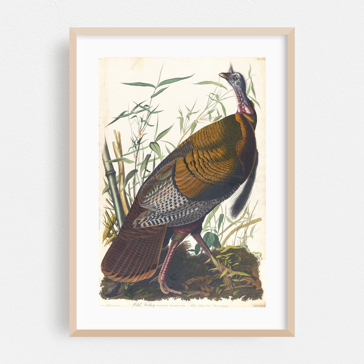 Wild turkey (1827–1838) – image 1 of 16