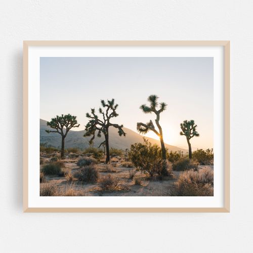 Four of Joshua Tree