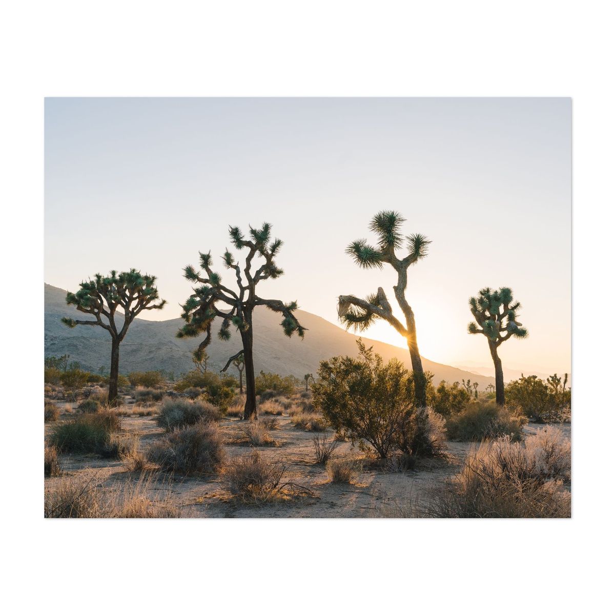 Four of Joshua Tree – image 1 of 2