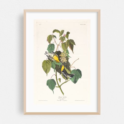Hemlock warbler (1827–1838)