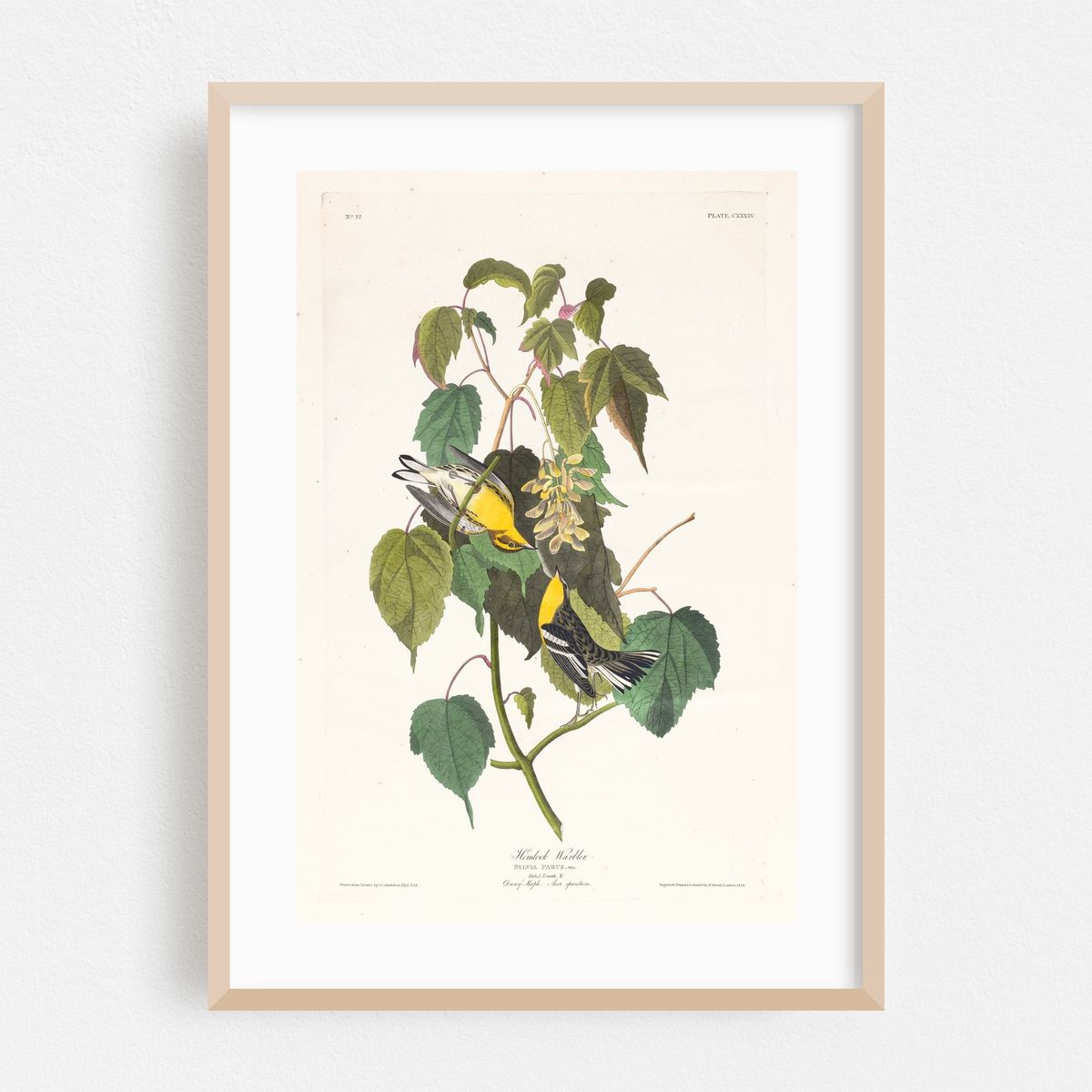 Hemlock warbler (1827–1838) – image 1 of 16