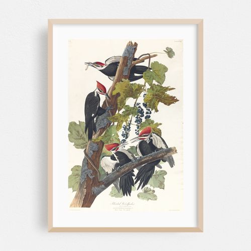 Pileated woodpecker (1827–1838)