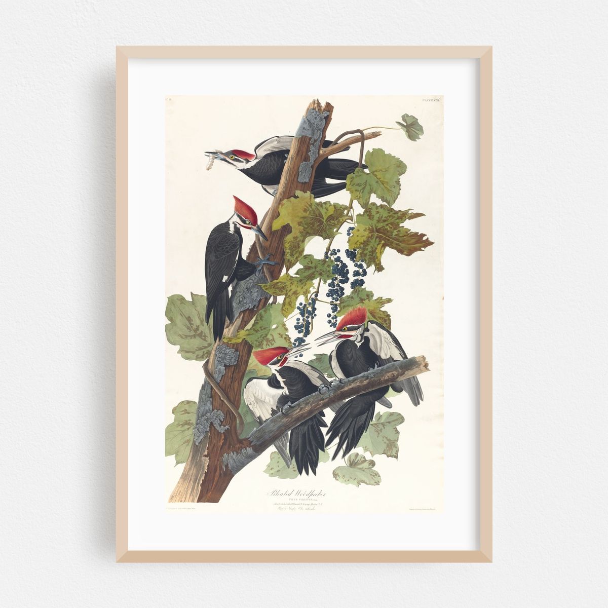 Pileated woodpecker (1827–1838) – image 1 of 16