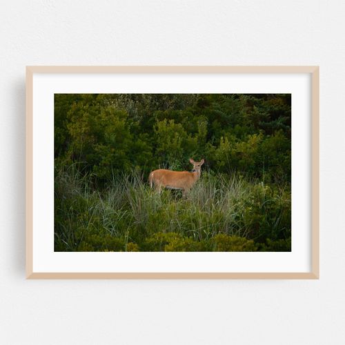 Deer on Fire Island 01