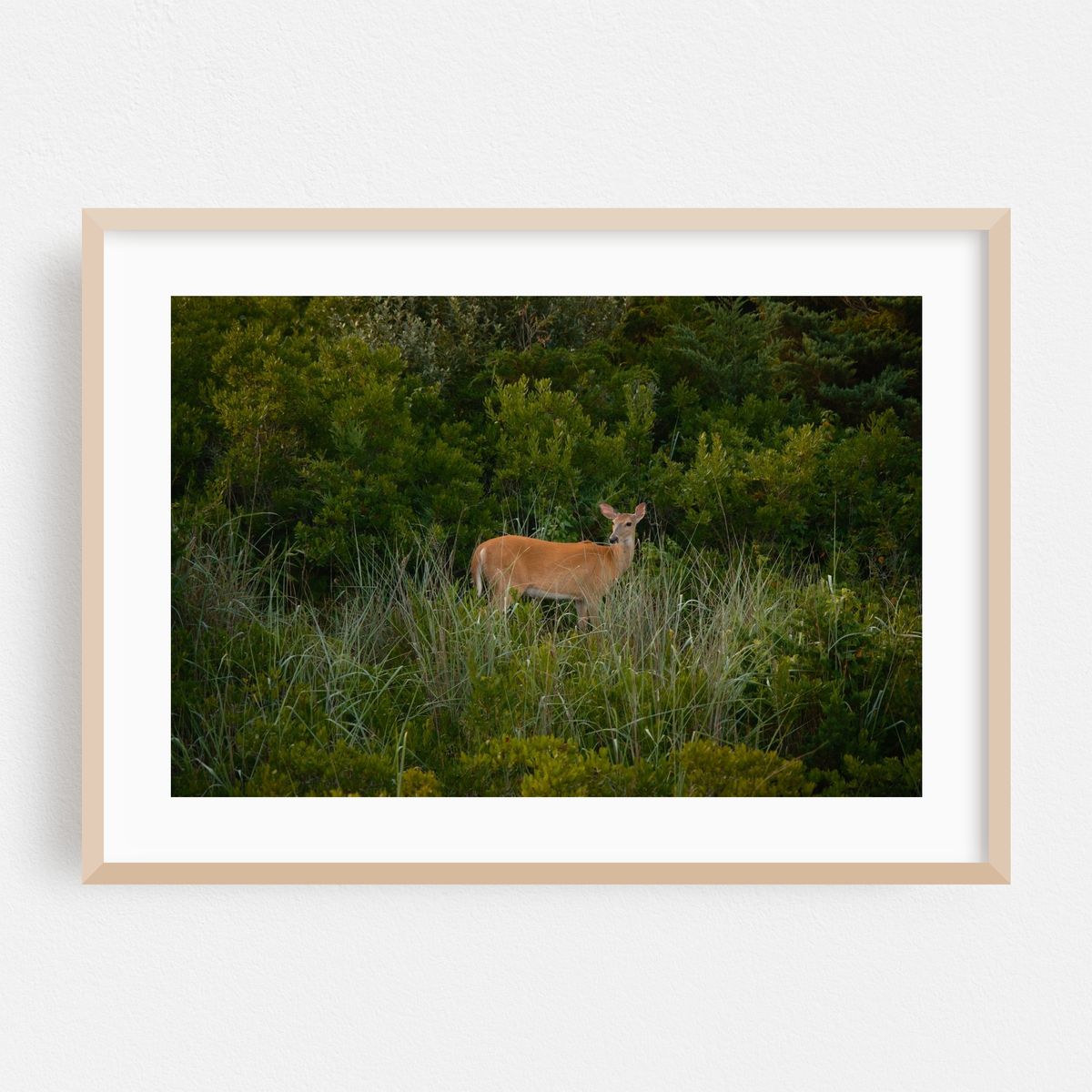 Deer on Fire Island 01 – image 1 of 6