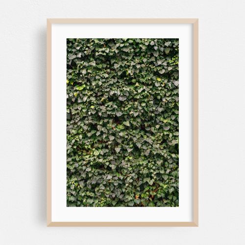 Ivy 03