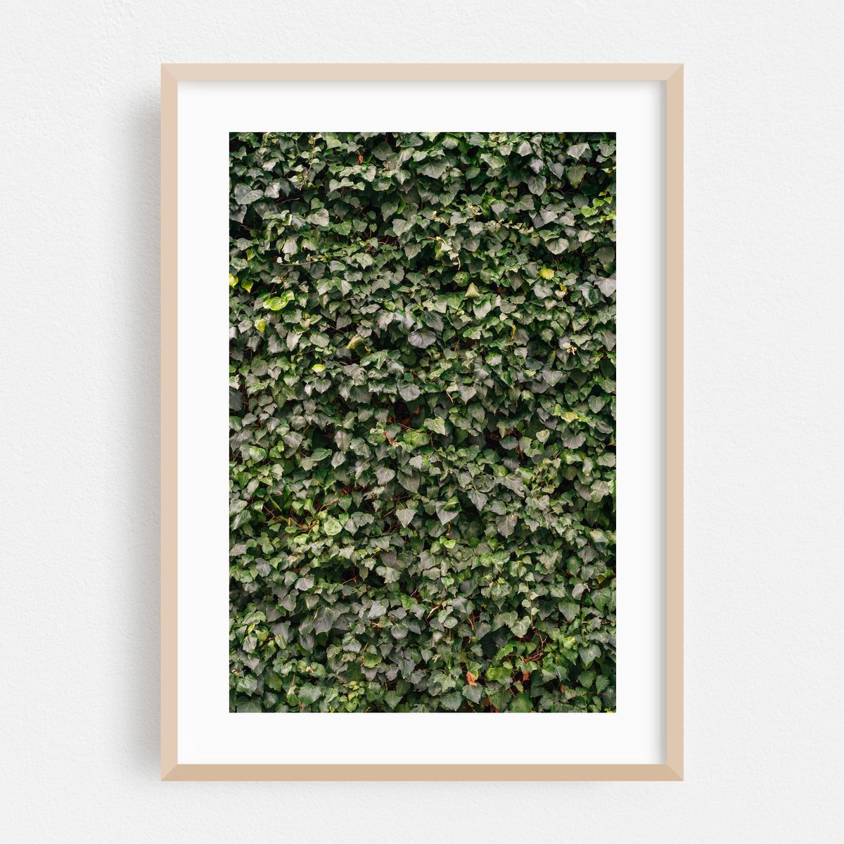 Ivy 03 – image 1 of 16