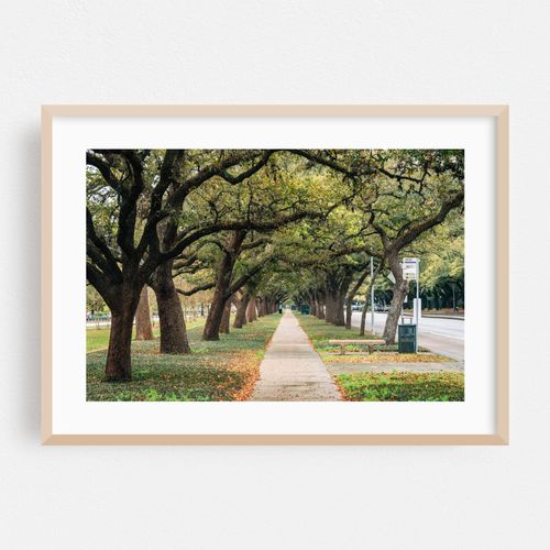 Tree Tunnel, Houston