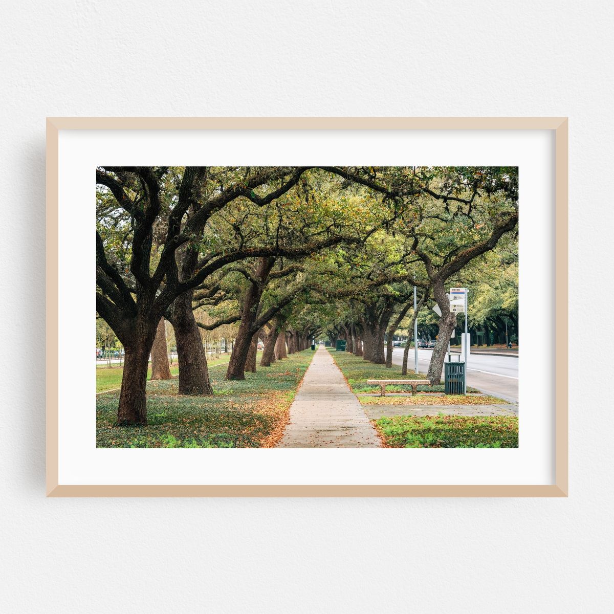 Tree Tunnel, Houston – image 1 of 6