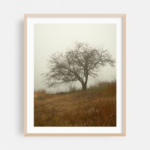 Tree in Fog, Beals Island