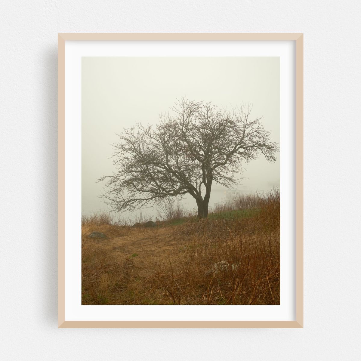 Tree in Fog, Beals Island – image 1 of 12