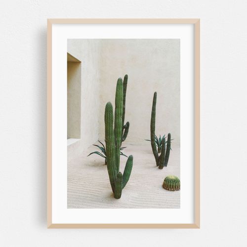 Cabo Cactus VI