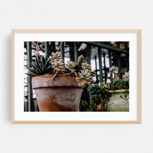 Potted Succulents