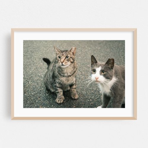 Crown Heights Kitty 02