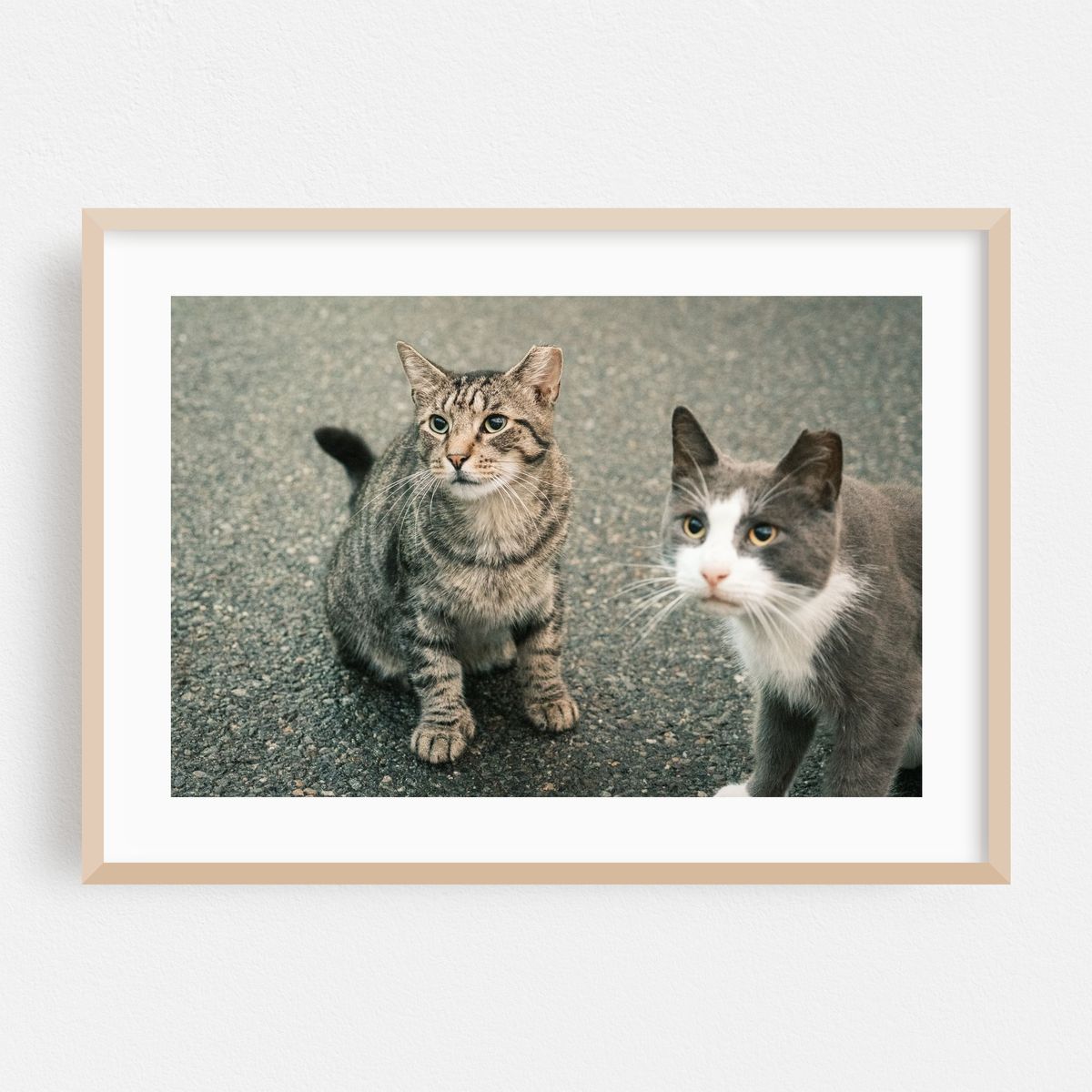 Crown Heights Kitty 02 – image 1 of 6