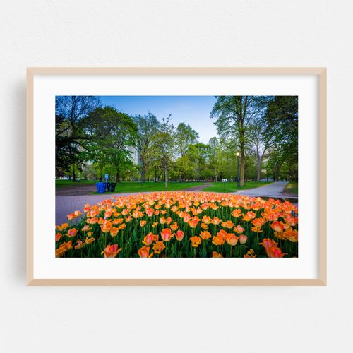 Queen's Park Tulips