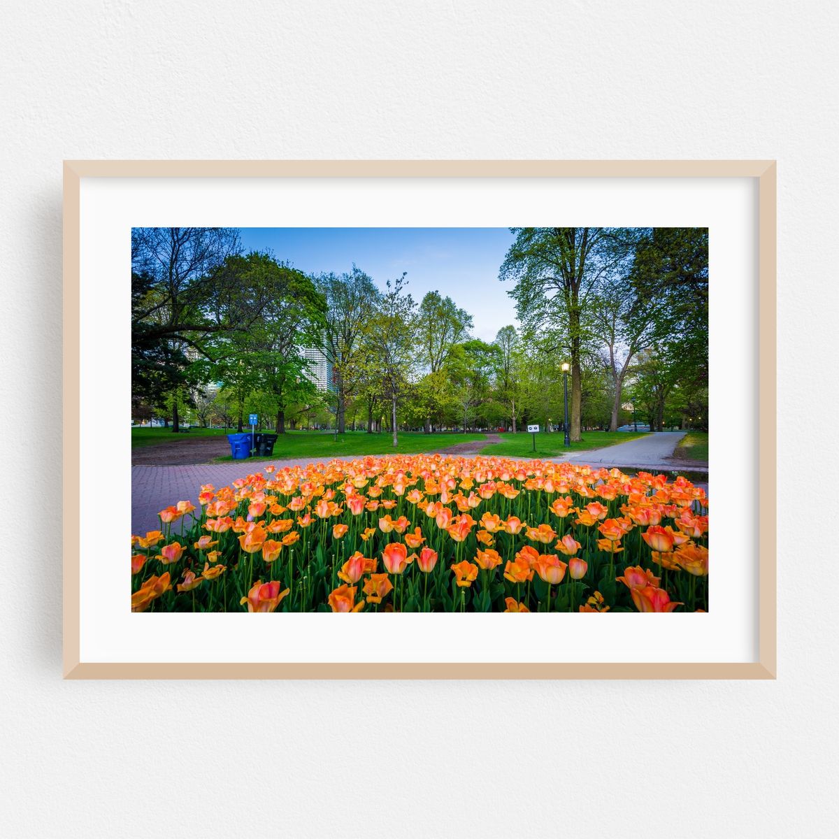 Queen's Park Tulips – image 1 of 6