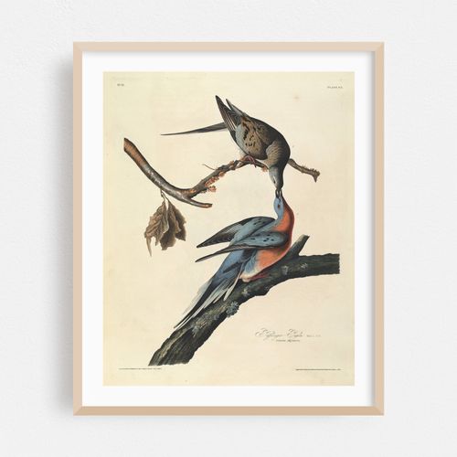 Passenger Pigeon (1827-1838)