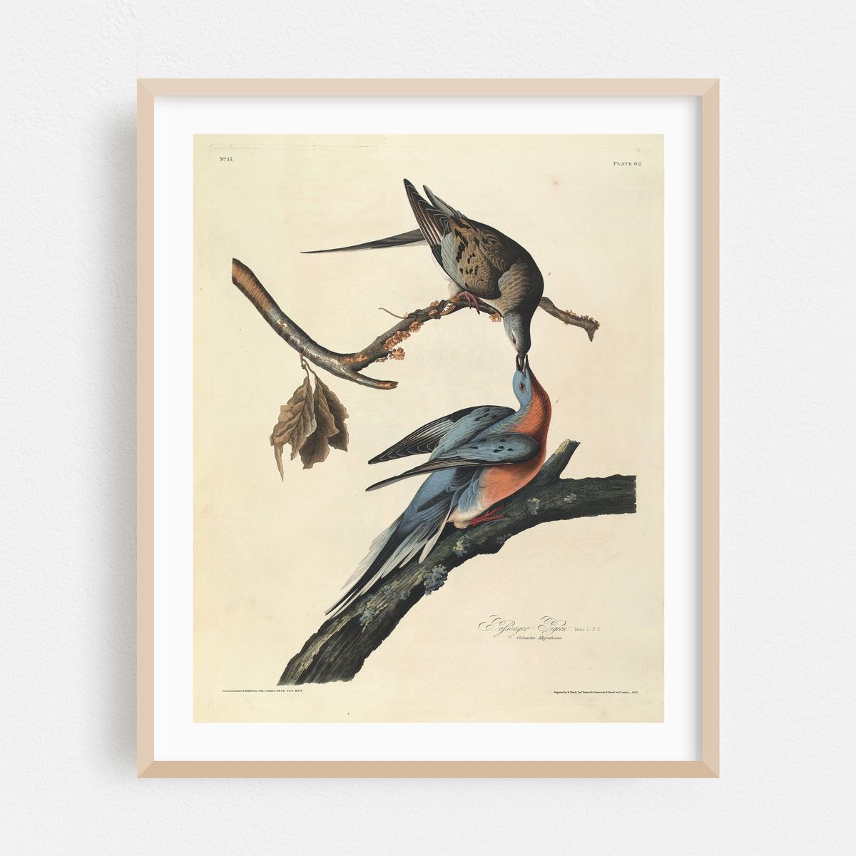 Passenger Pigeon (1827-1838) – image 1 of 12