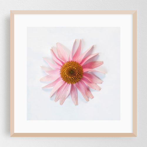 The Purple Coneflower