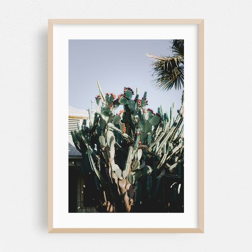 Giant Prickly Pear Cactus