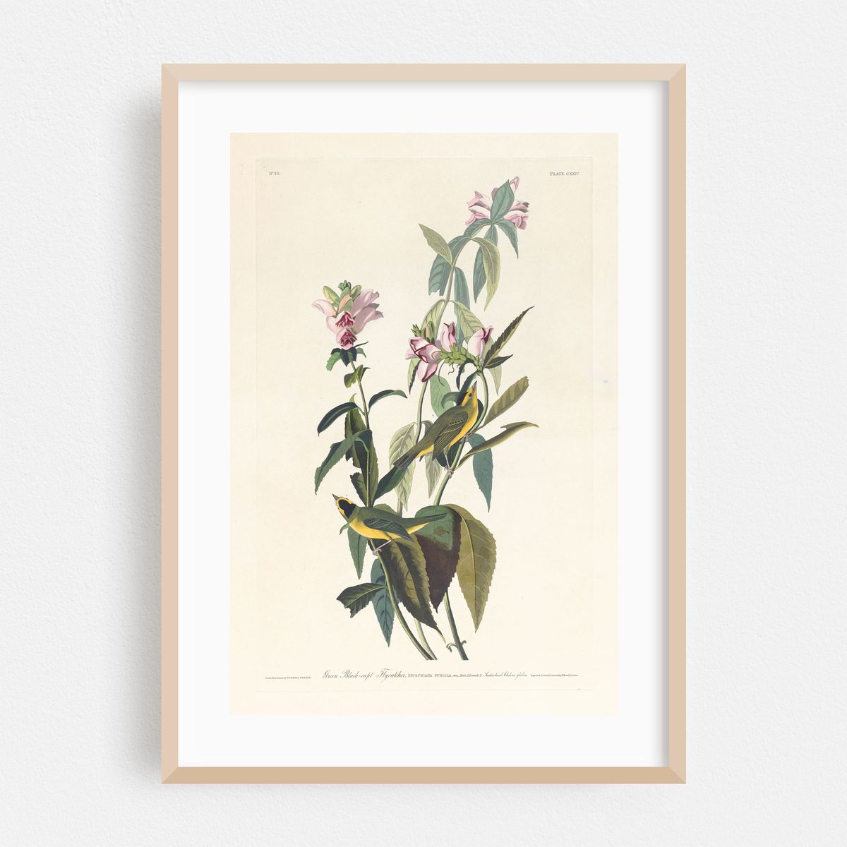Green black-capt flycatcher (1827–1838) – image 1 of 16