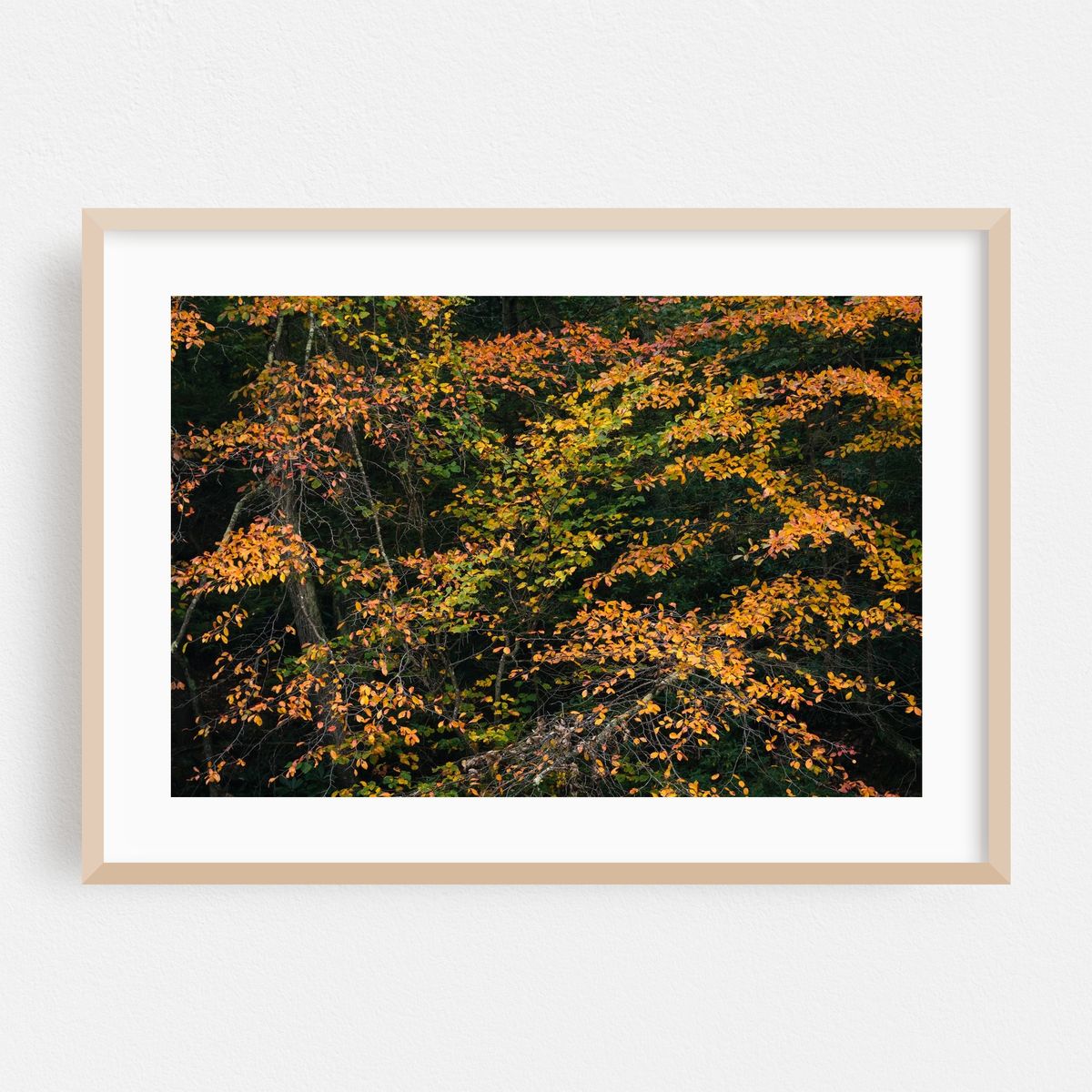 Minnewaska Autumn 02 – image 1 of 6