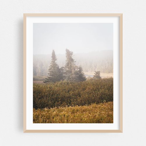 Foggy Pines, Cutler 01