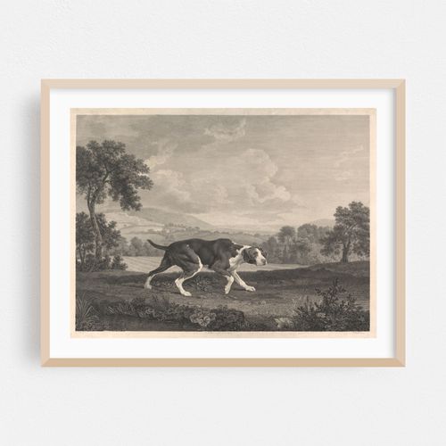 The Spanish Pointer (1768)